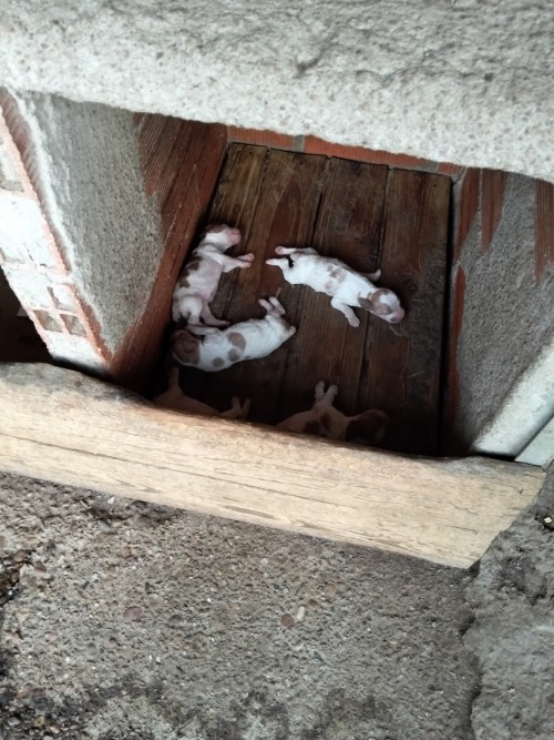 imagen de Cachorros de breton